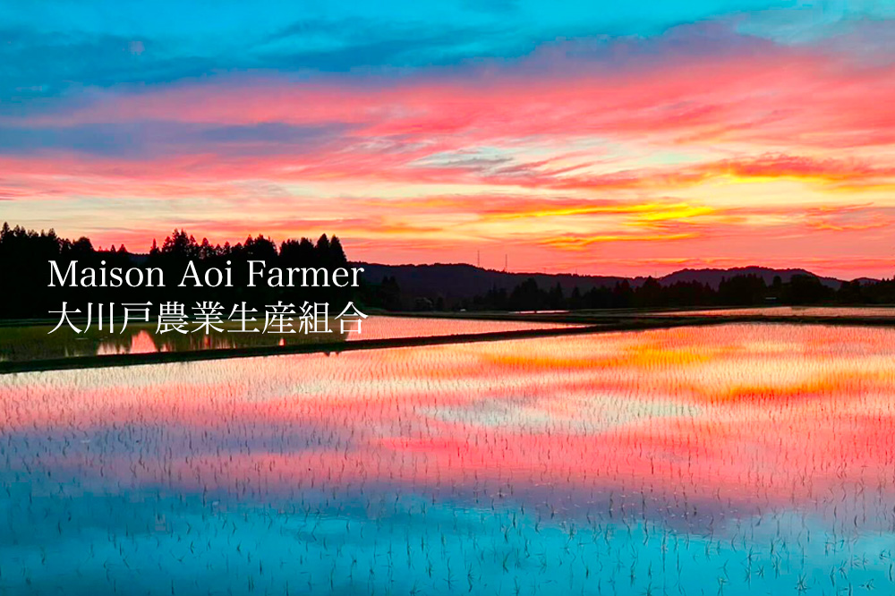 MaisonAoi 葵酒造 日本酒 販売
